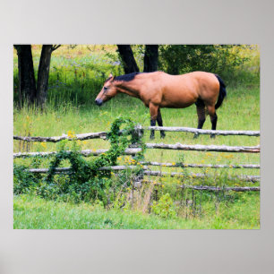 Bergpaarden, Ranch Relaxin' Poster