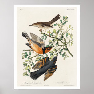 Bergtrekvogel en gevarieerd spruitstuk van Audubon Poster