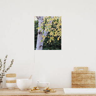Berk Boom Gezicht Natuur Poster
