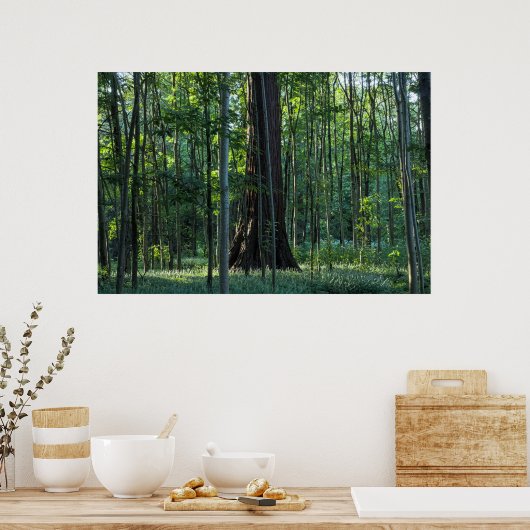 Berk- en beukenbomen met Redwood Tree Poster (Keuken)
