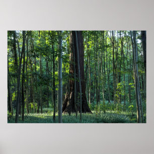 Berk en beukenbomen met reuzensequoia poster