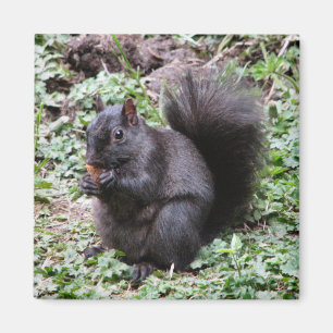 BERKENBAAI EEKHOORN MAGNEET