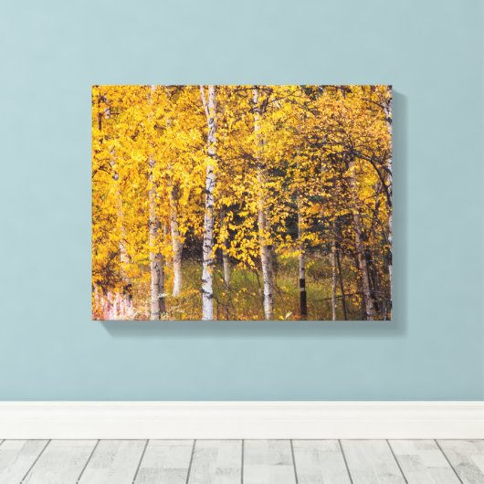 Berkenbomen in de buurt van Denali Alaska, Herfst, Canvas Afdruk (Insitu (Houten vloer))