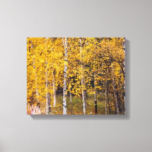 Berkenbomen in de buurt van Denali Alaska, Herfst, Canvas Afdruk (Voorkant)