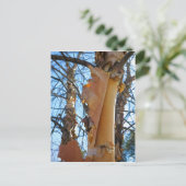 berkenboomschors briefkaart (Staand voorkant)