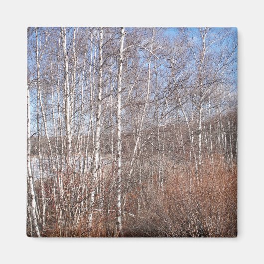 Berkenbos magneet (Voorkant)