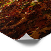 Berkshires Zonsondergang Levendige Herfst Foliage, Poster (Hoek)