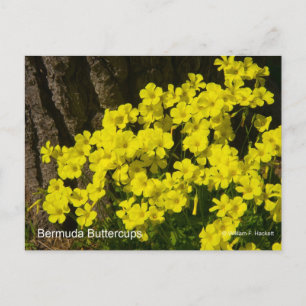 Bermuda Buttercup Sunset SB California Producten Briefkaart
