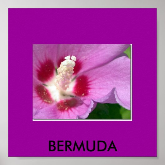 BERMUDA POSTER (Voorkant)