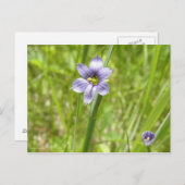 Bermudienne à feuilles étroites briefkaart (Voorkant / Achterkant)