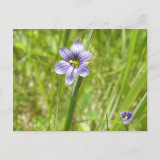 Bermudienne à feuilles étroites briefkaart (Voorkant)