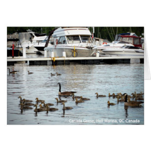 Bernaches du Canada avec des bébés au Hull Marina