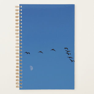 Bernaches du Canada en vol