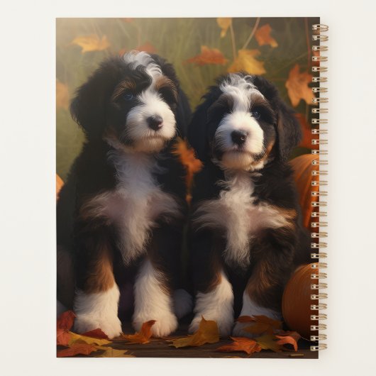 Bernedoodle Chiot Automne Citrouille de plaisir (Dos)