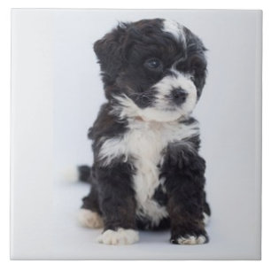 BERNEDOODLE LOVE, Pet, Puppy Dog, Beste vriend Tegeltje