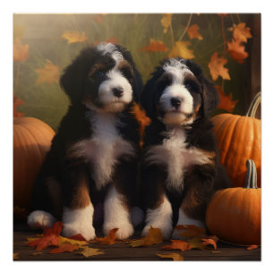 Bernedoodle Puppy Herfst Verrukking Pompoen Perfect Poster