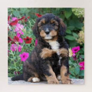 Bernedoodle puppy in petunia's legpuzzel