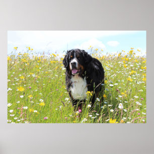 berner berghond in het veld poster