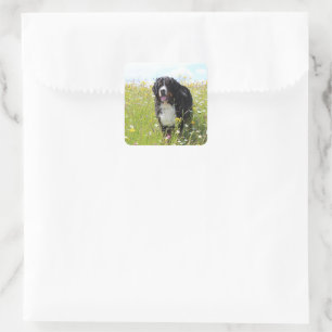 berner berghond in het veld vierkante sticker