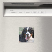 Berner Berghond met Grote Tongmagneet Magneet (Insitu (Vaatwasser))