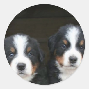 Berner berghond puppies stickers
