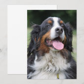 Berner Berner Hond Verjaardag Kaart (Voorkant / Achterkant)