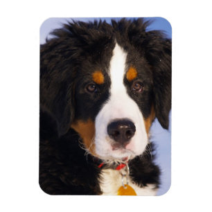Berner Mountain Dog - Leuke Puppy Foto Magneet