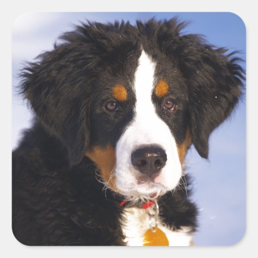 Berner Mountain Dog - Leuke Puppy Foto Vierkante Sticker (Voorkant)