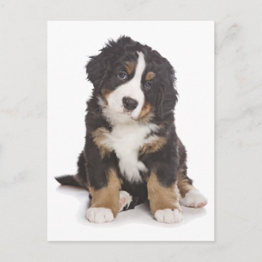 Berner Mountain Puppy Dog Blank Briefkaart (Voorkant)