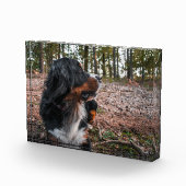 Berner Sennenhond in het bos Fotoblokken (Rechts)
