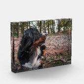 Berner Sennenhond in het bos Fotoblokken (Links)