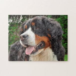 Berner Sennenhond. Legpuzzel