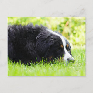 Berner Sennenhond liggend in het gras Briefkaart