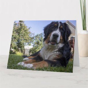 Berner Sennenhond ligt tweede Kaart