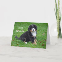 Berner Sennenhond Puppy Foto Sympathie