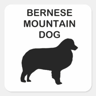 Berner Sennenhond Silhouet met naam Vierkante Sticker