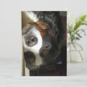 Berner Sennenhond slapen Bedankkaart (Staand voorkant)