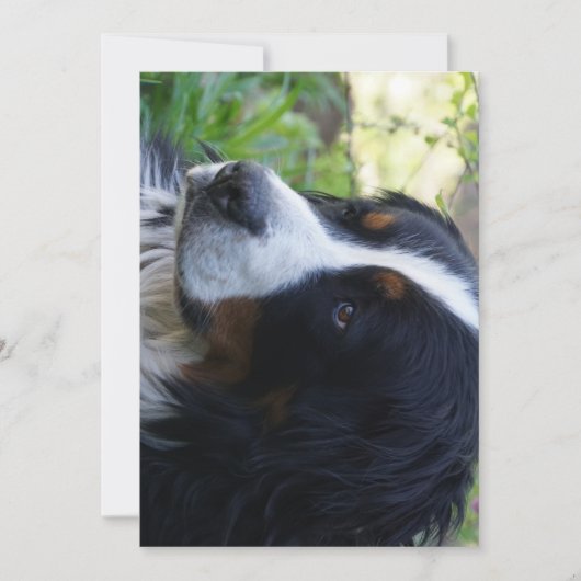 Berner Sennenhond tweede verjaardag Kaart (Voorkant)