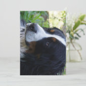 Berner Sennenhond tweede verjaardag Kaart (Staand voorkant)