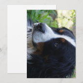 Berner Sennenhond tweede verjaardag Kaart (Voorkant / Achterkant)