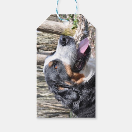 Berner Sennenhond vierde Cadeaulabel (Voorkant)