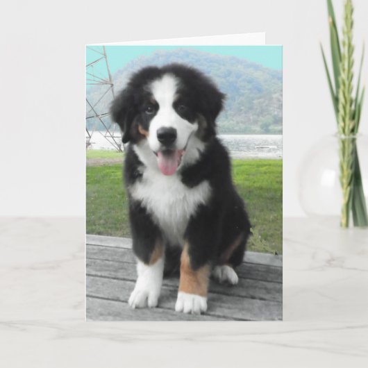 Berner Sennenhond Wenskaart Kaart (Voorkant)