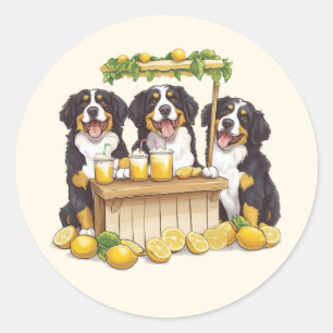 Berner Sennenhonden die een limonade stand runnen Ronde Sticker