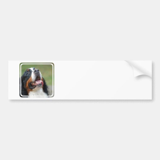 Berner Sennenhund Dog Bumpersticker (Voorkant)