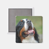 Berner Sennenhund Dog Magnet (Recto/Verso)