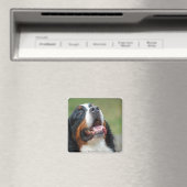 Berner Sennenhund Dog Magnet (In Situ (Lave-vaisselle))