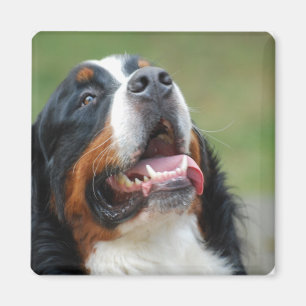 Berner Sennenhund Dog Magnet Magneet