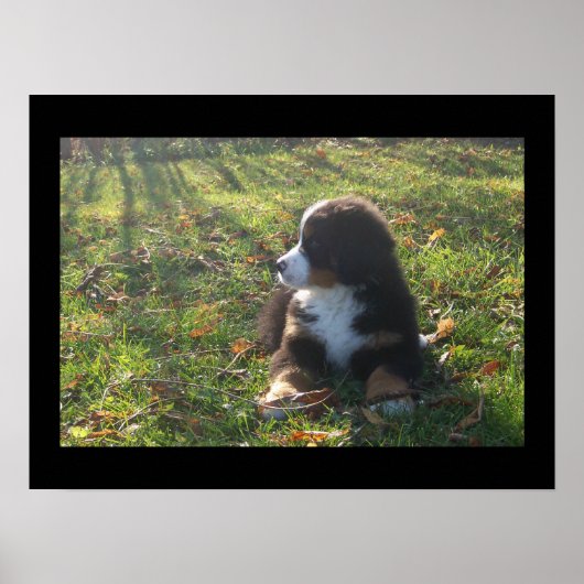 Bernese Autumn Leaves Poster (Voorkant)