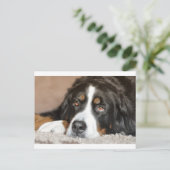 bernese berghond briefkaart (Staand voorkant)