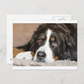 bernese berghond briefkaart (Voorkant / Achterkant)